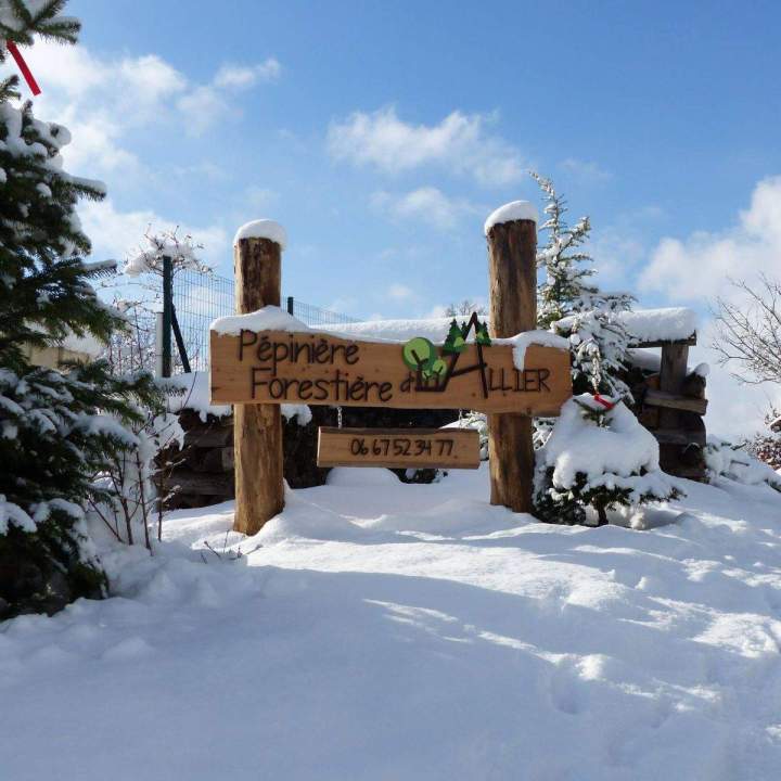 Acheter un beau sapin pour Noël Auvergne