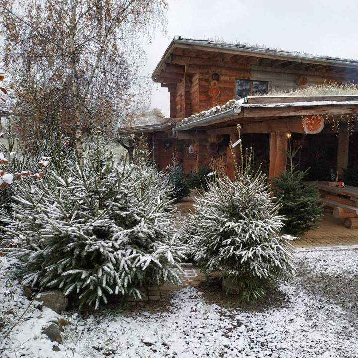 Épicéa de Noël Auvergne