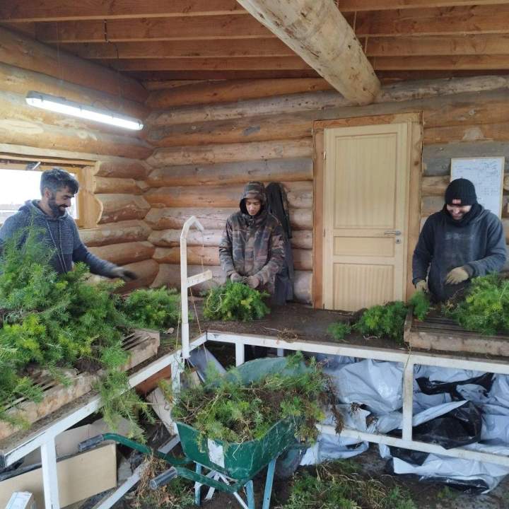 Pépinière de plants forestiers Auvergne