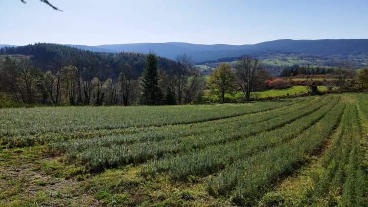 Plants forestiers Auvergne