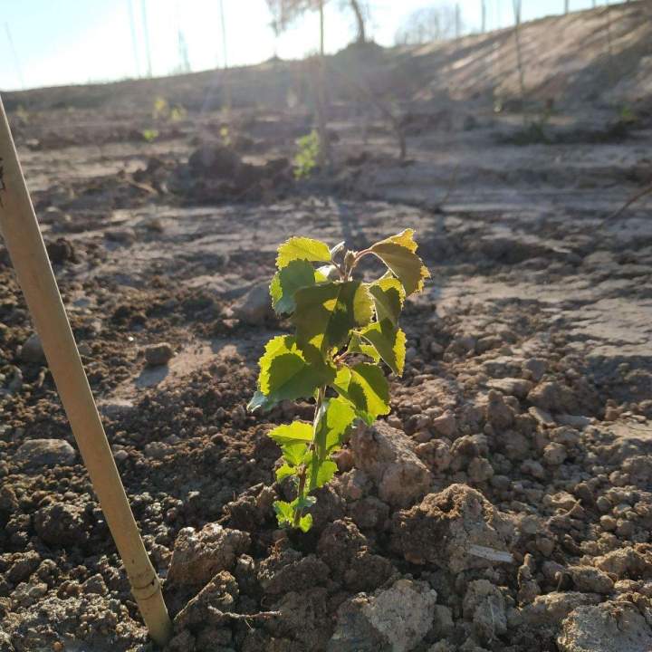 Plants forestiers Auvergne