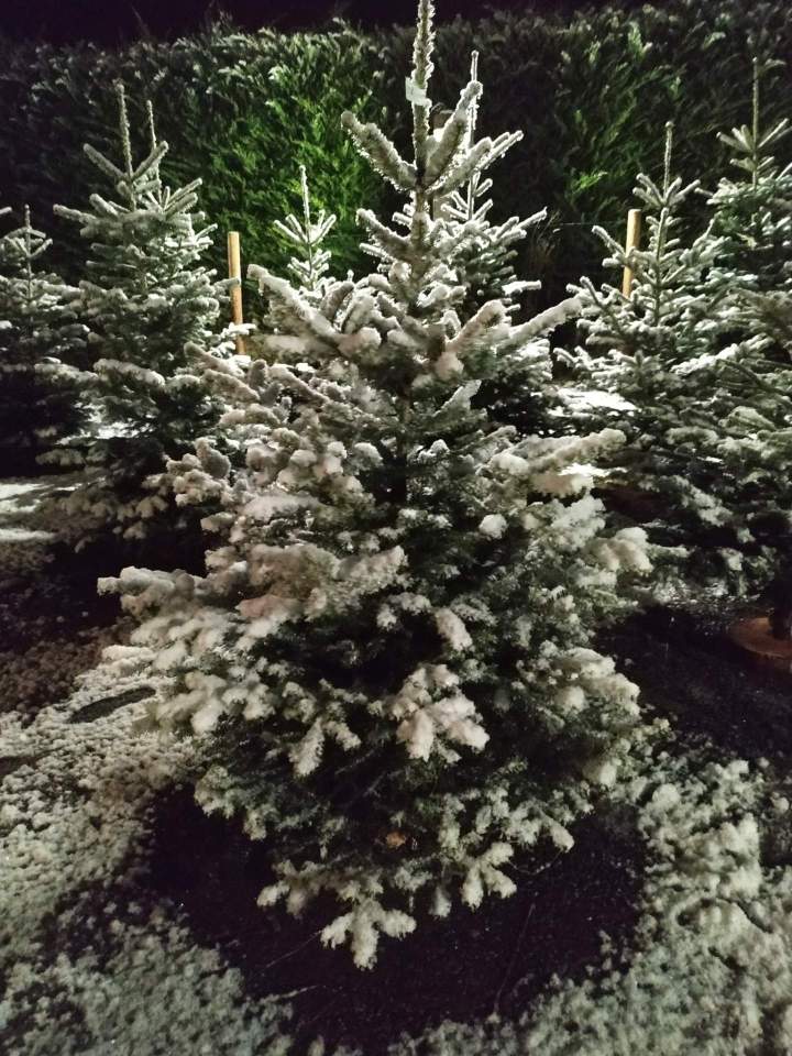 Plants forestiers Auvergne