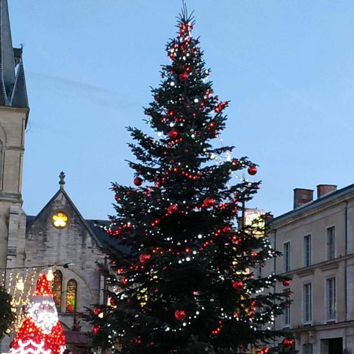 Sapins de Noël en Auvergne