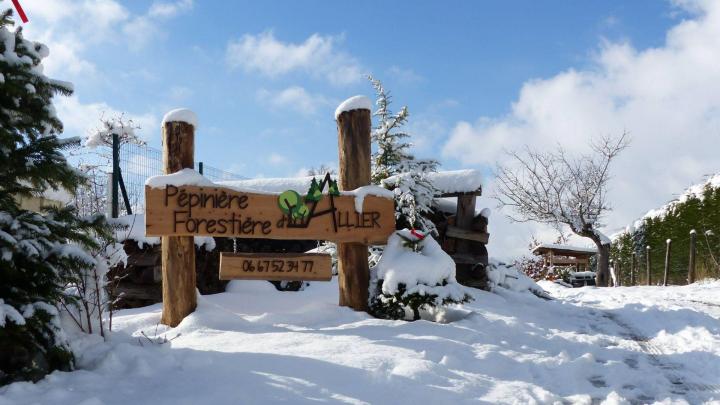 Conifère de Noël Auvergne