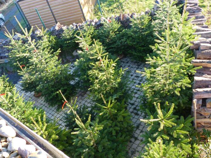 Plant de haies Auvergne