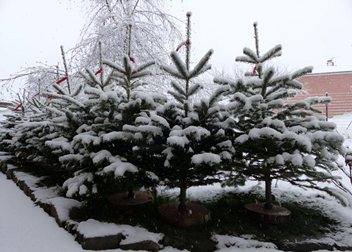 Sapin de Noël Auvergne