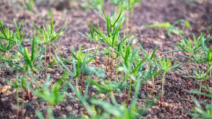 Produire des plants de haies Auvergne