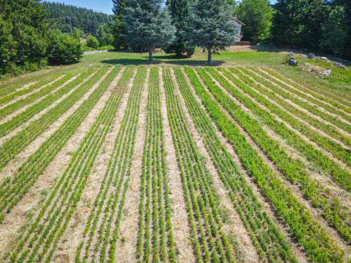 Plant de haies Auvergne